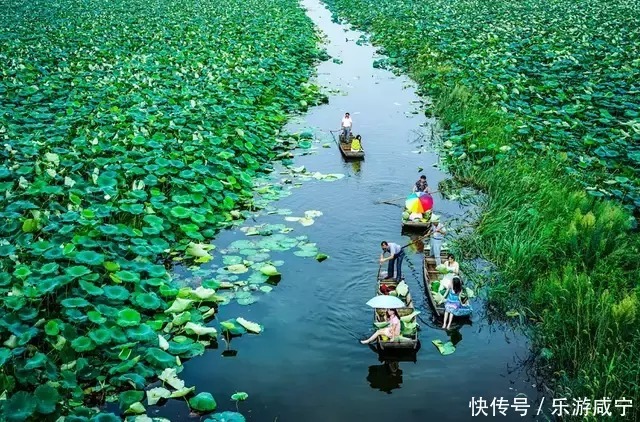 湿地|“夏”一站，咸宁请你来“吸氧”！