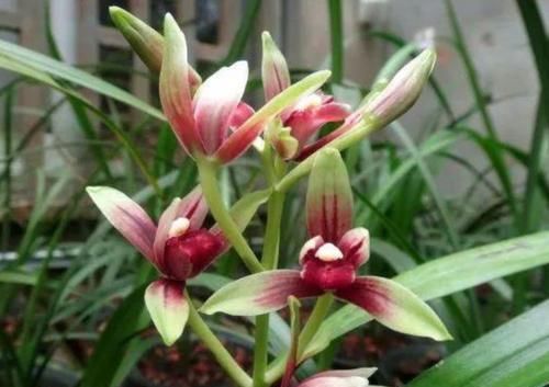  花美赛|4款花又美又香，好养易管理，花美赛牡丹，年年复花，是盆栽佳物