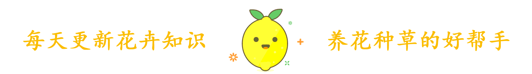 养好蟹爪兰,就看4月份,现在施肥换好盆,秋天睡醒就能赏花!