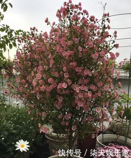 秋季|3种枝条泡水里,10天长根,一次开花100朵,水培成活率更高!