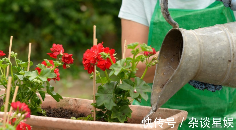 浇花|发酵淘米水能不能用来浇花?这一结果告诉你答案,千万不能随便用