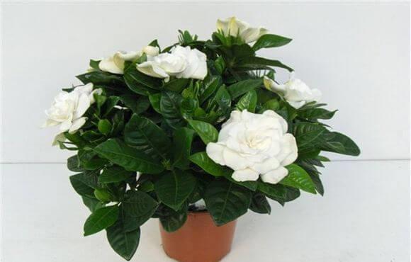 红贵妃|养花试试这款，开花后香味可飘得很远，放在客厅里可以净化空气