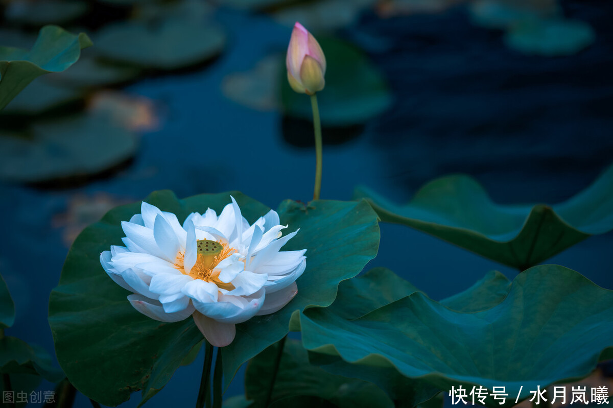 丹青|流年为笔,相思为笺,丹青水墨间,许你一场花开无言