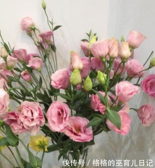 适合不同月份的12种花,颜值高好养护,轻松爆花惹人爱,值得拥有