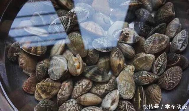 洗蛤蜊时,只加盐是错的!多加这一样,蛤蜊大喘气,把沙吐个精光
