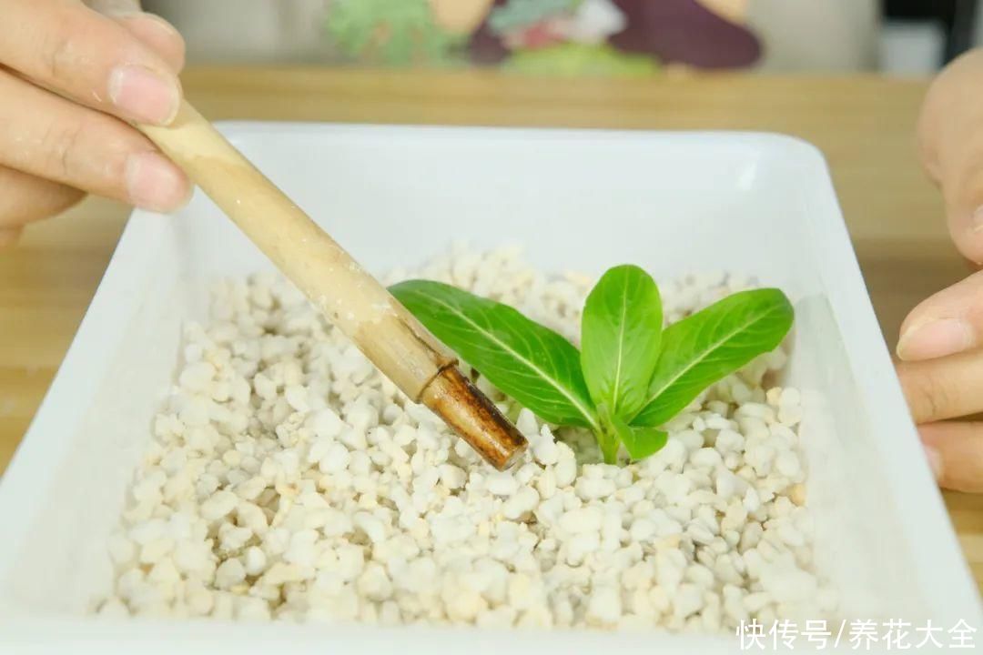 11种常见花，现在扦插，成活率特高