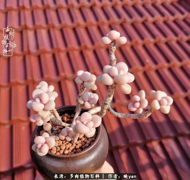 养多肉近四年,一路的走来,阳光总在风雨后!