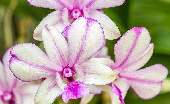 几款花卉漂亮又好闻,花色艳丽花量大,人见人爱