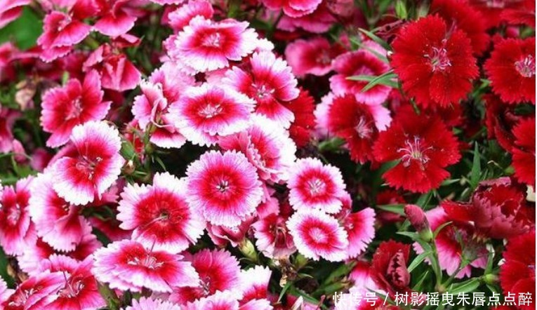 现在最适合养“4种花”,生长快,开花多,五彩缤纷,漂亮无比!