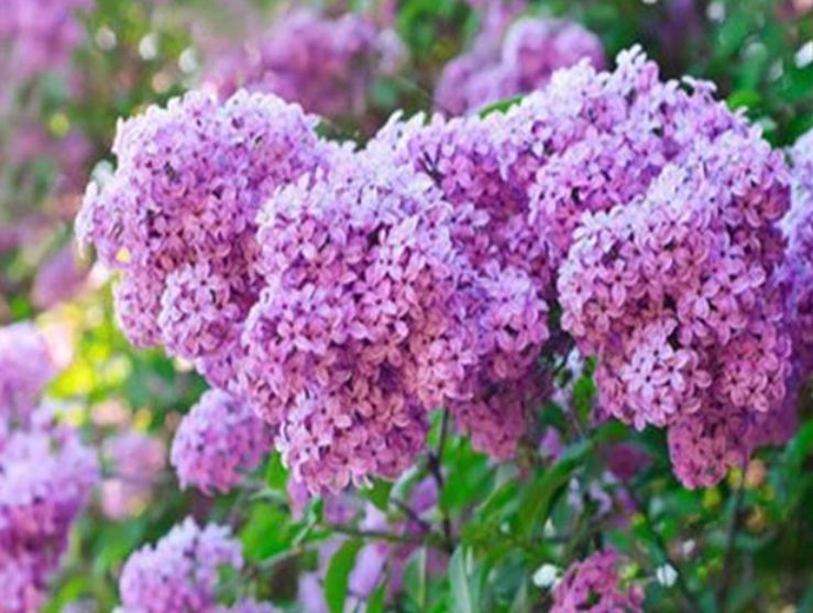 蔓性风铃花蔓性风铃花|这款花，好养易爆盆，花开娇丽轻盈，绚丽多姿，养在客厅美极了