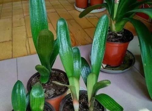 烂根|君子兰夏季浇水，掐准“时间段”，插个大竹签，从来烂根