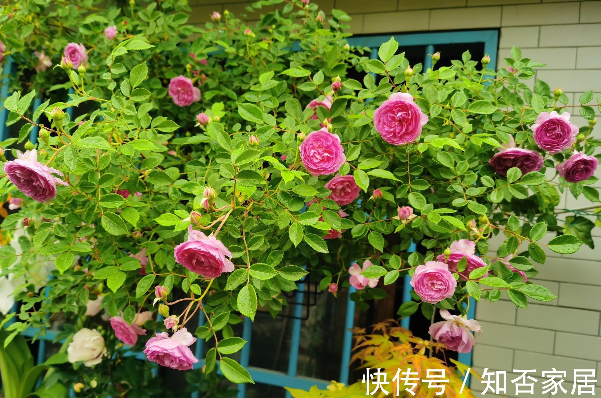 玛姬|阳台党爱养的花,好看又好养,月月有花看,赏花还闻香