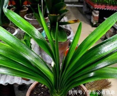 “1种常见的小东西”砸一砸,养君子兰,花苞呼呼冒,花大色艳!