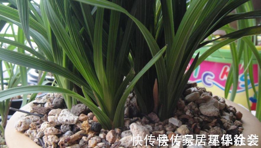 花蕾|夏季入手兰花盆栽选春兰,这么干,7月高温天照样花开不停