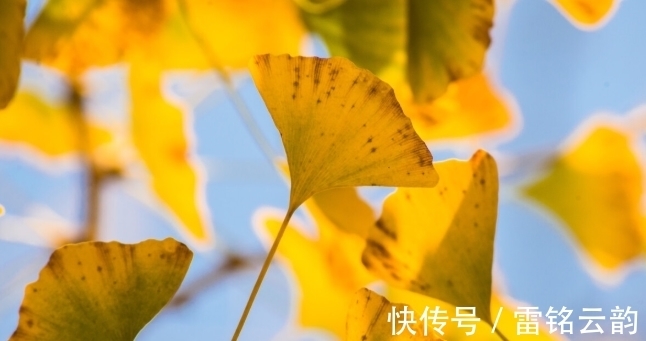 院子里种4种树，注意辨别“公母”，选错了只开花不结果