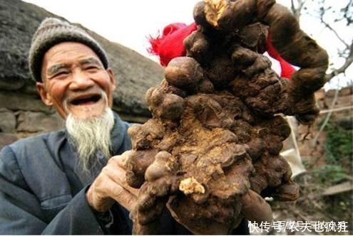 灵芝|生长在屋脚处，常被人忽视，却是“四大仙草”之一，和灵芝齐名