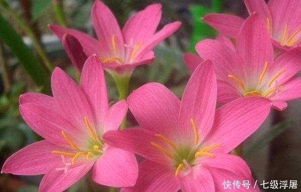 花儿|家里养此款花卉,便宜又好养,花美色艳,花儿轻松开爆盆