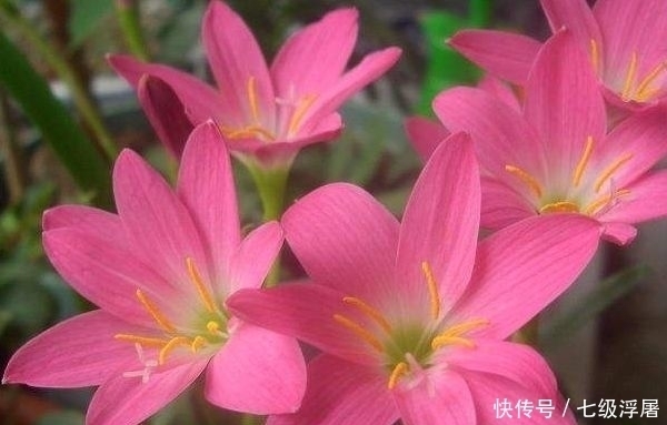 花儿|家里养此款花卉，便宜又好养，花美色艳，花儿轻松开爆盆