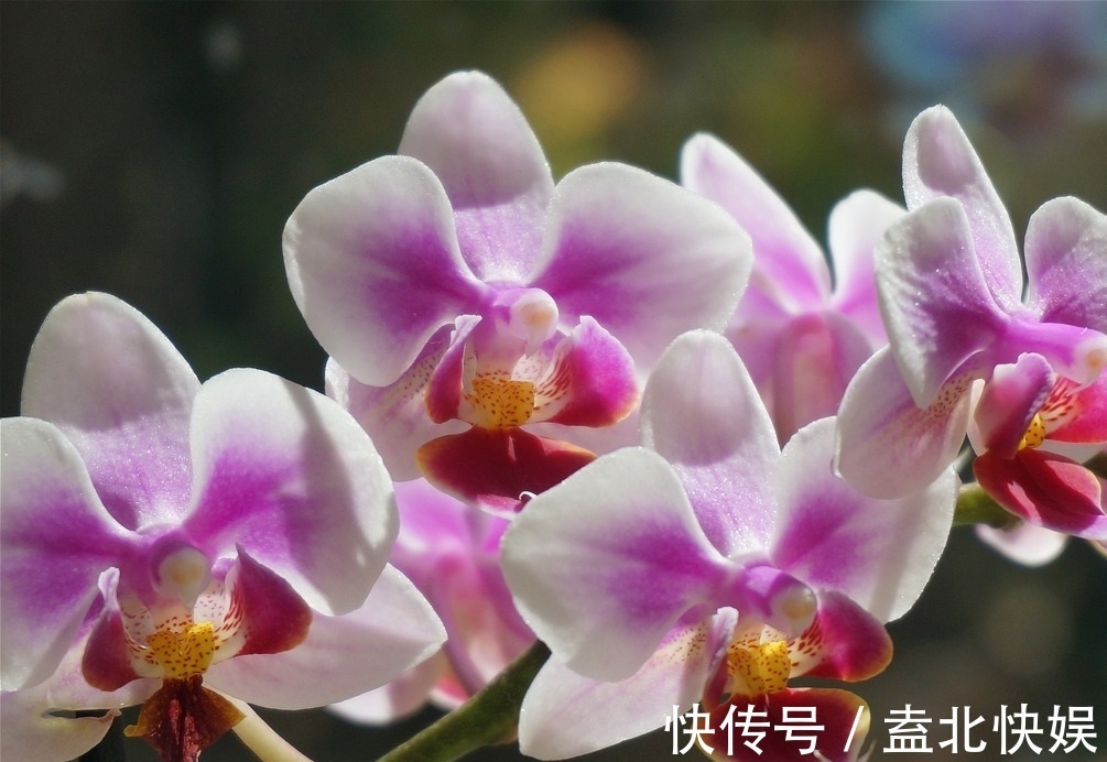 此花|此花就像是连在一起的蝴蝶,有着鲜艳的花色,散发出古典的韵味