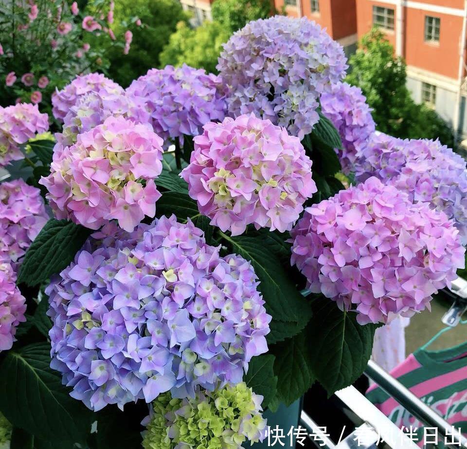 春天买绣球,“老的”不如小的好,便宜好养,开花劲头大