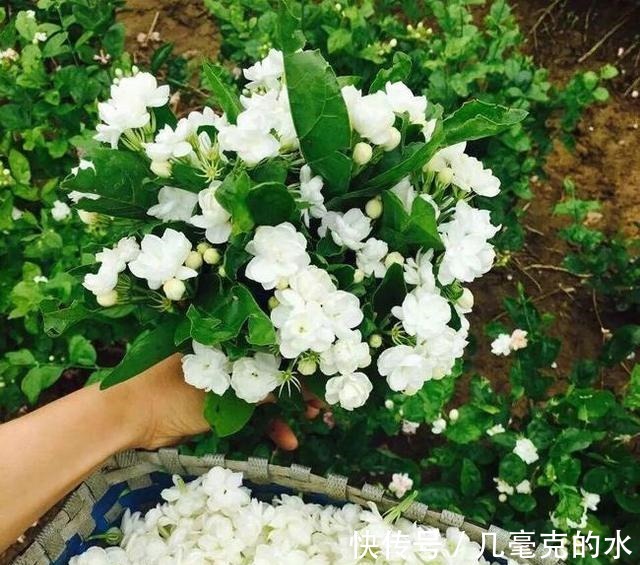 人养花，花亦养人！8种能“吃”的花，漂亮又美味，建议养一盆！