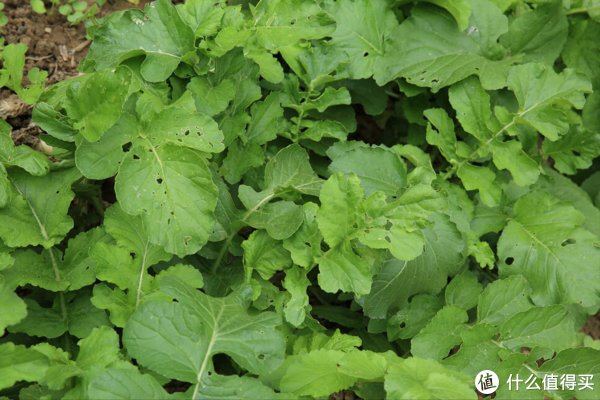 这些蔬菜晒干之后，留着冬天吃，炖肉蒸包子真香，今年你都晒了啥？