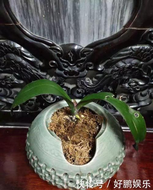 4种不同风格的花,谁见了都爱养,各有各的气质