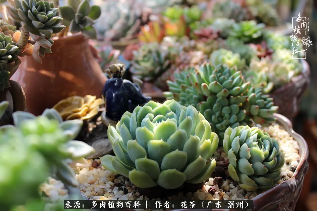 放松心情，静享愉悦，阳光下的多肉是最美的！