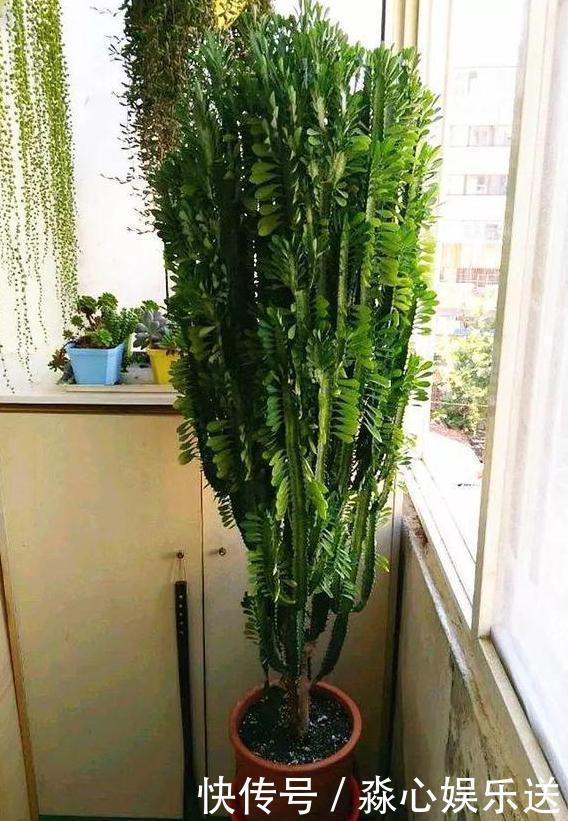 这3款植物虽其貌不扬,室内盆栽,却能让家里变成“天然氧吧”