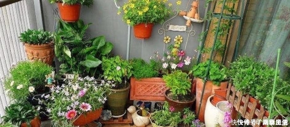 花盆|茶叶水残渣,直接倒进花盆里,对花卉有利还是有害