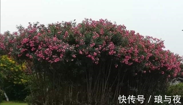 夹竹桃10片叶就可能要人命!为何还成为大城市“烂大街”的植物?