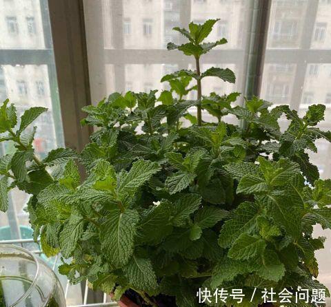 清新|卫生间异味大，放3种小盆栽，耐阴好养，空气清新