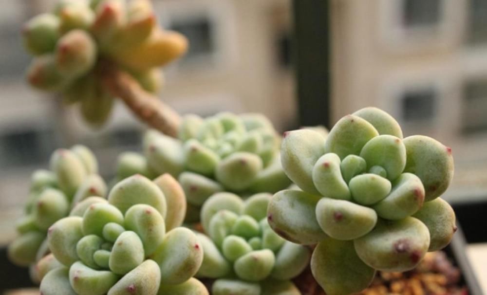 耐寒|这6种多肉可不耐冻,大冷天赶紧搬回家,冻伤了可救不活
