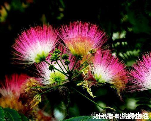 中药|一味中药,让你不生气不焦虑,具有保健作用和养生功能,快来了解