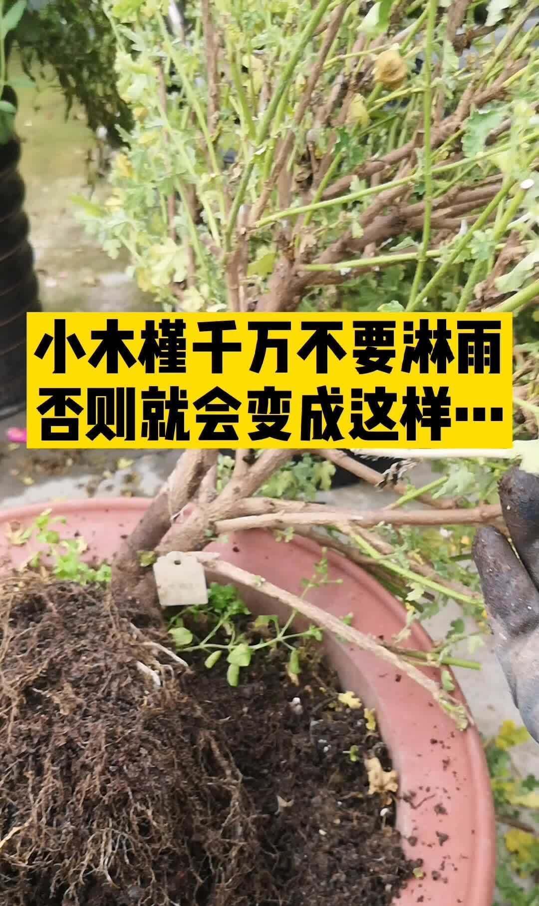 休眠|6种漂亮花,就怕下雨天,淋雨就发黄,雨天快搬屋里去