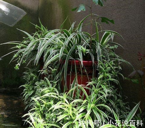 吊兰叶片细长易折断改正几个“小动作”,叶片绿油油,疯长不停!