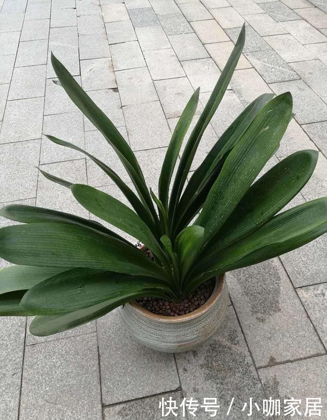 种花|花市里最容易被吐槽的3种花,听后我都不敢买了