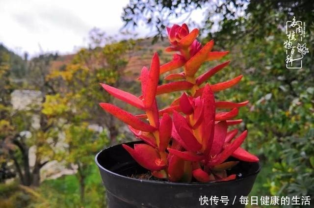 如何让多肉变美看看我是如何宠它们的！如何让多肉变美看看我是如何宠它们的！