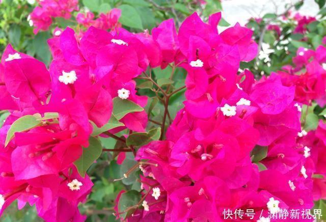 干枯|三角梅叶片干枯,原因就在“根”上,改正“2点”,问题解决!