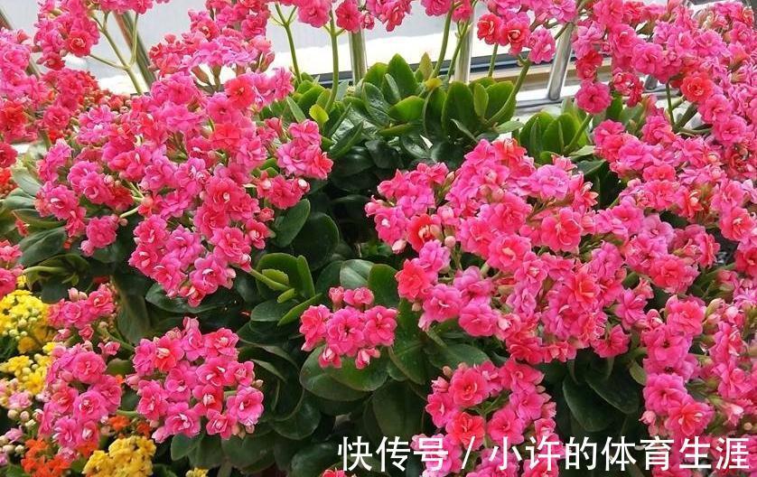 花盆|长寿花这样养,一年就能养成老桩