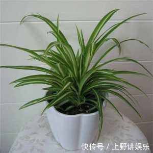 养花|养花小技巧在盆底放点这东西,花卉再也不烂根不长虫