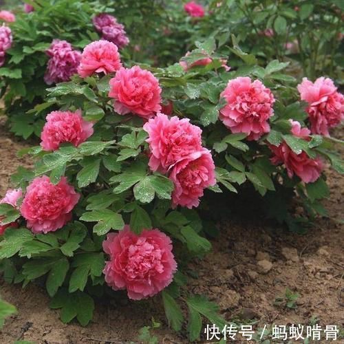 3种能成传家宝的花,越养越值钱,养几年给多少钱都不卖