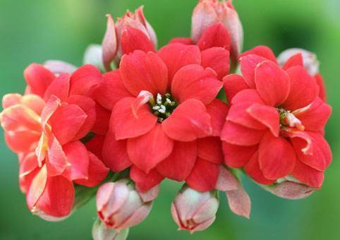 四季常开的花朵，只要一片叶子就可以一盆变10盆，十分好养