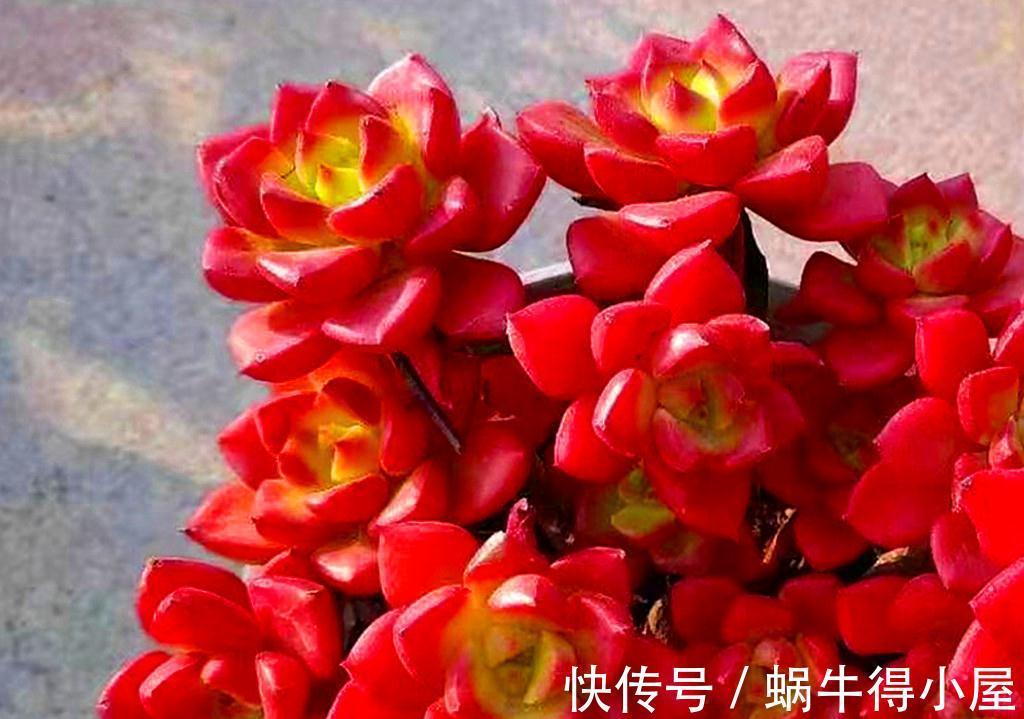 这些多肉九月末还不见状态，是不是哪里出了问题？它们只是慢性子