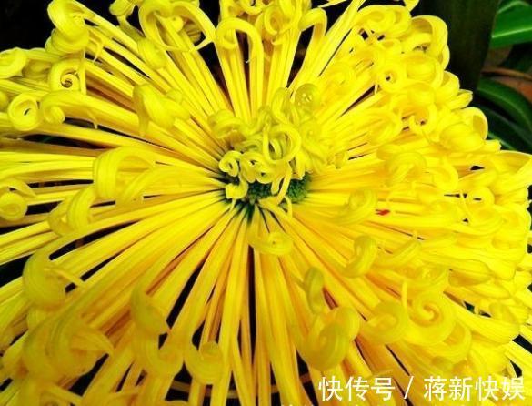 喜欢菊花,不如养盆“国华系列”国华皇冠,似美人偏偏,娇艳高贵