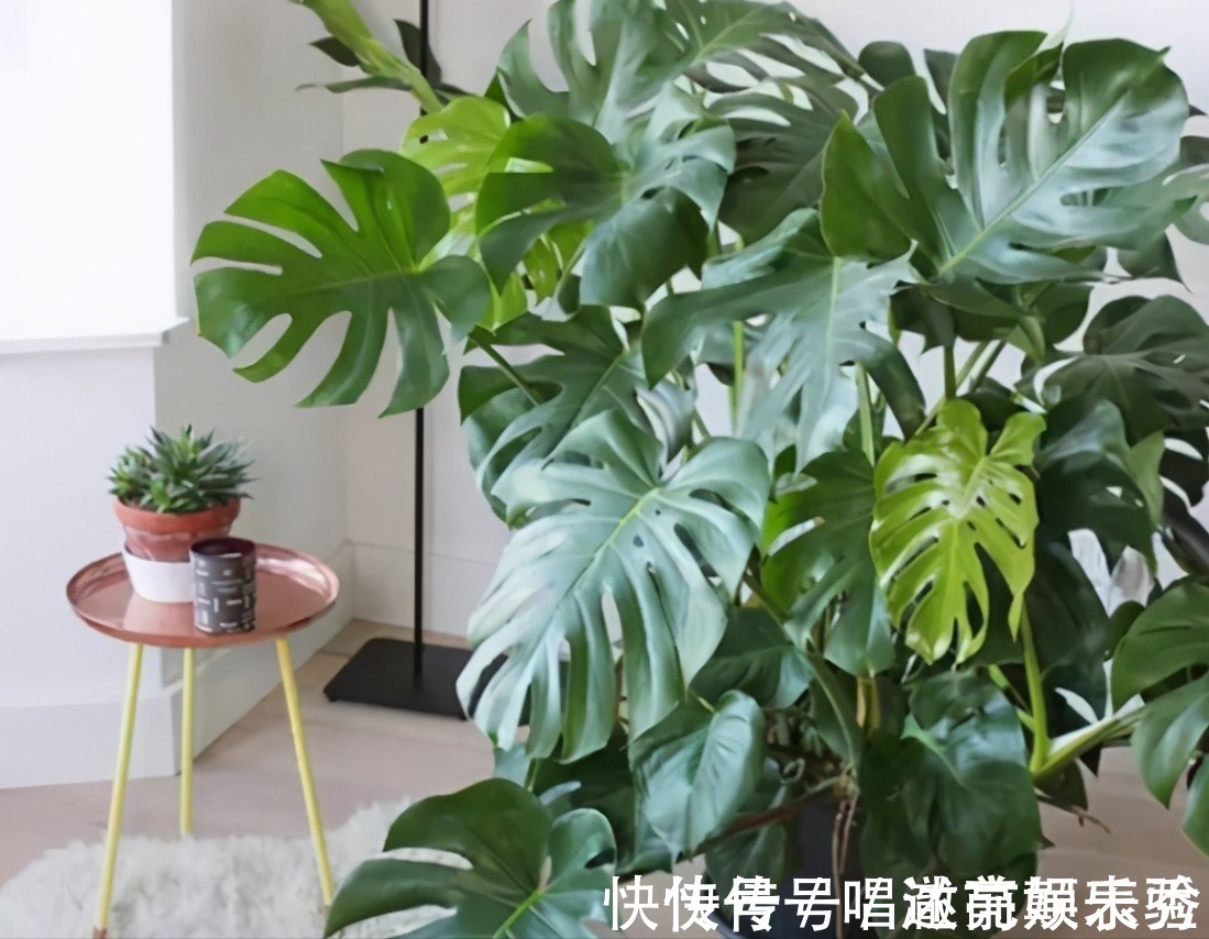 8种“吸毒花”,家里养一盆,废气吸光光,净化空气一级棒