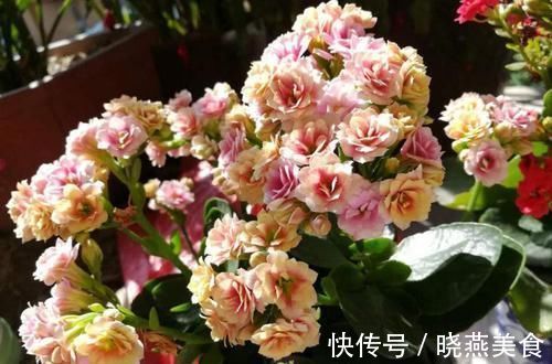 花苞|长寿花开花越来越少？2个方法催催它，蹭蹭冒出满枝花！