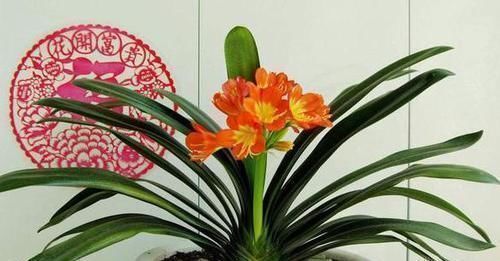 坚果|3种垃圾'一文不值',却对养花有用,可让植物叶片又绿又肥