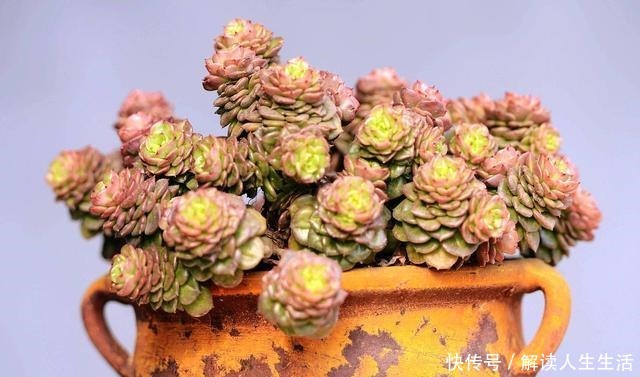 现在3种花再好看也不买，都是“夏必死”，越养越伤心！