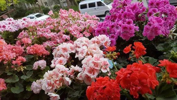 天竺葵度夏|1种花“人人爱”,耐旱好养,新手也能花开成球,一开300天!